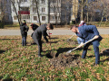 В Ставрополе появилась новая кленовая аллея